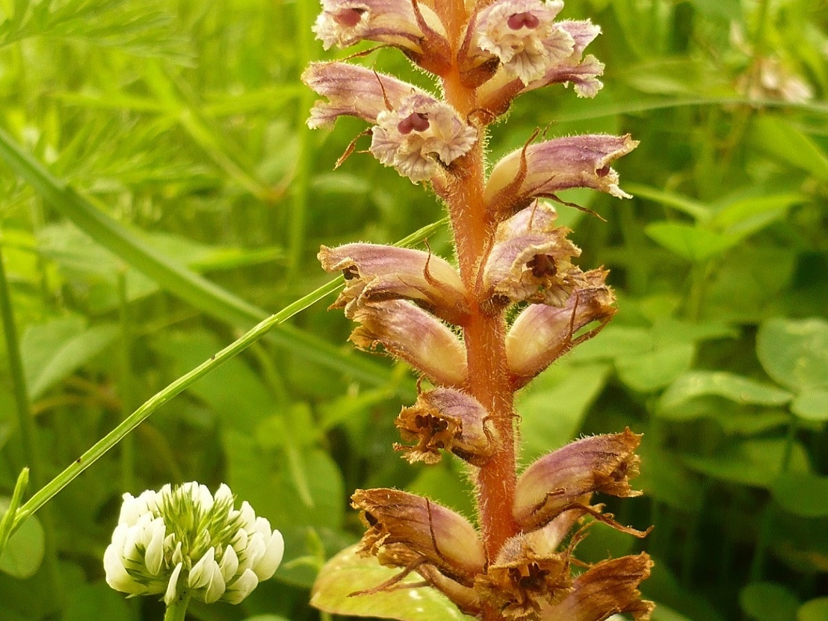Orobanche minor (Orobanchaceae)